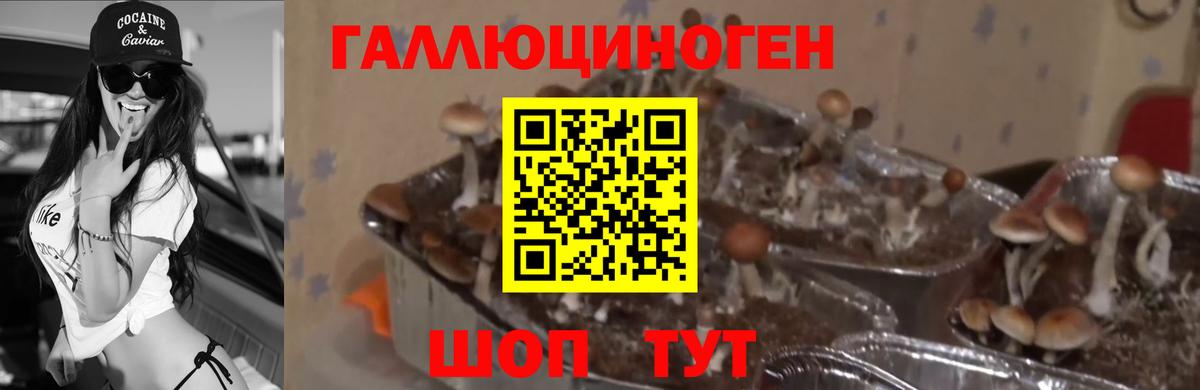 Псилоцибиновые грибы Psilocybe Мелеуз